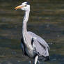 Grey heron showing its tongue