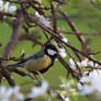 Singing the song of spring