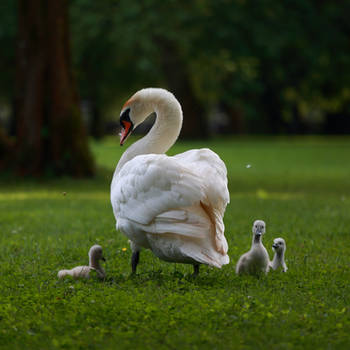 Swan family