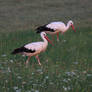 Duo of storks