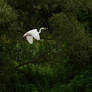 Great egret in flight