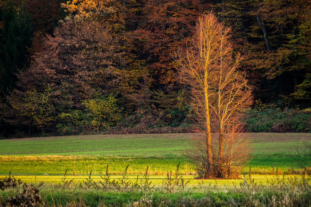 Evening landscape