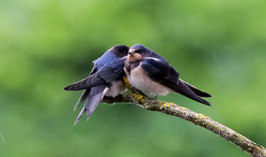 Swallow love