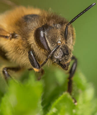 Portrait of a bee