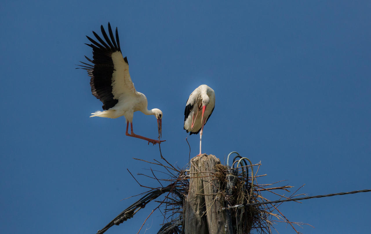 Storks building their nest