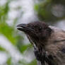 Portrait of a crow