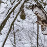 Buteo buteo flying by