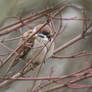 Passer domesticus