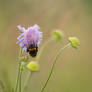 Bumblebee resting on a flower