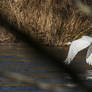 Great egret in flight