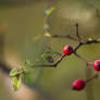 Rosa canina