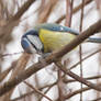 Blue tit feeding (Cyanistes caeruleus)