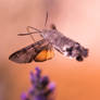 Sweet nectar of lavender - hummingbird hawk-moth