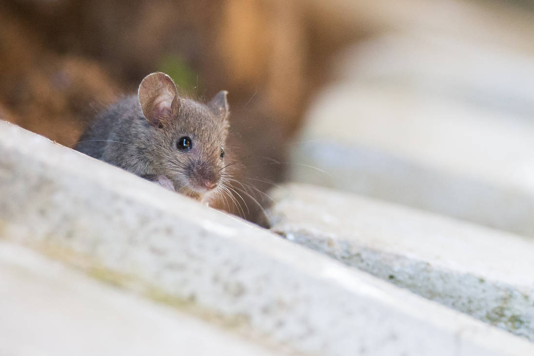 Cute little wild mouse (Mus musculus) by luka567 on DeviantArt