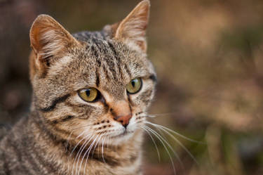 A beautiful kitten posing for a portrait