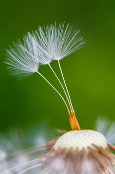 Triplet of dandelion florets