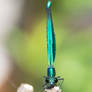 Beautiful demoiselle - Calopteryx virgo