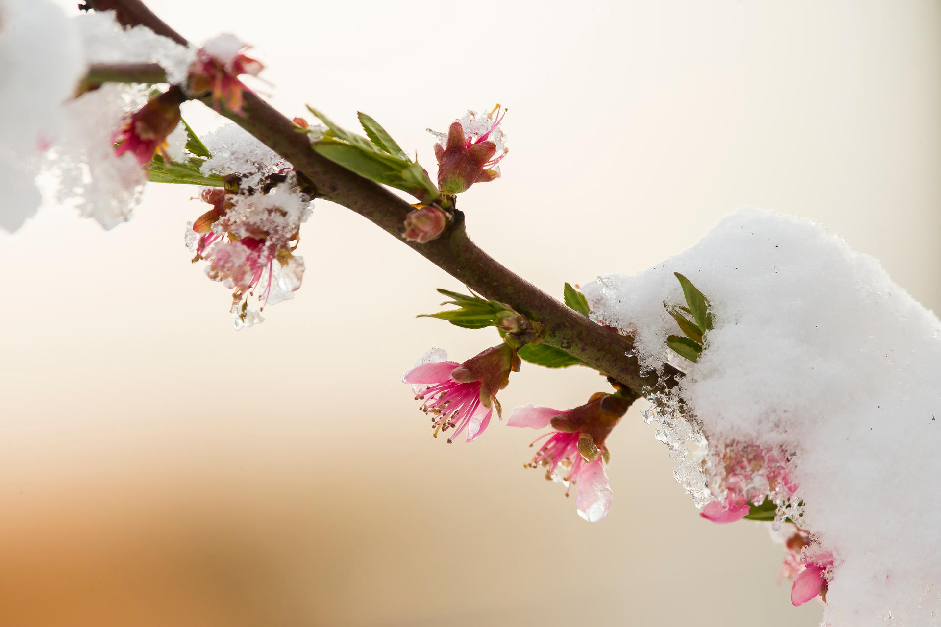 A snowy spring by luka567 on DeviantArt