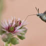 Hummingbird hawk-moth drinking sweet nectar