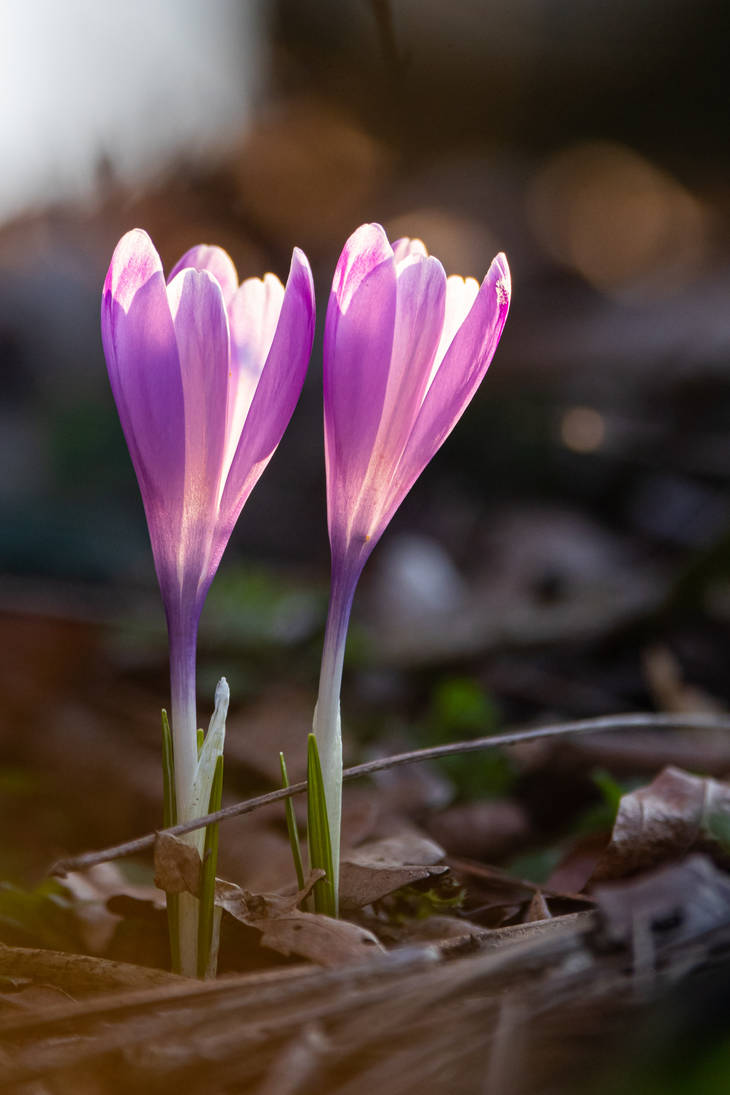 Hope of spring by luka567 on DeviantArt