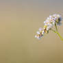 Buckwheat flower