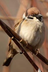 Beautiful bird - House sparrow