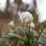 The spring snowflake