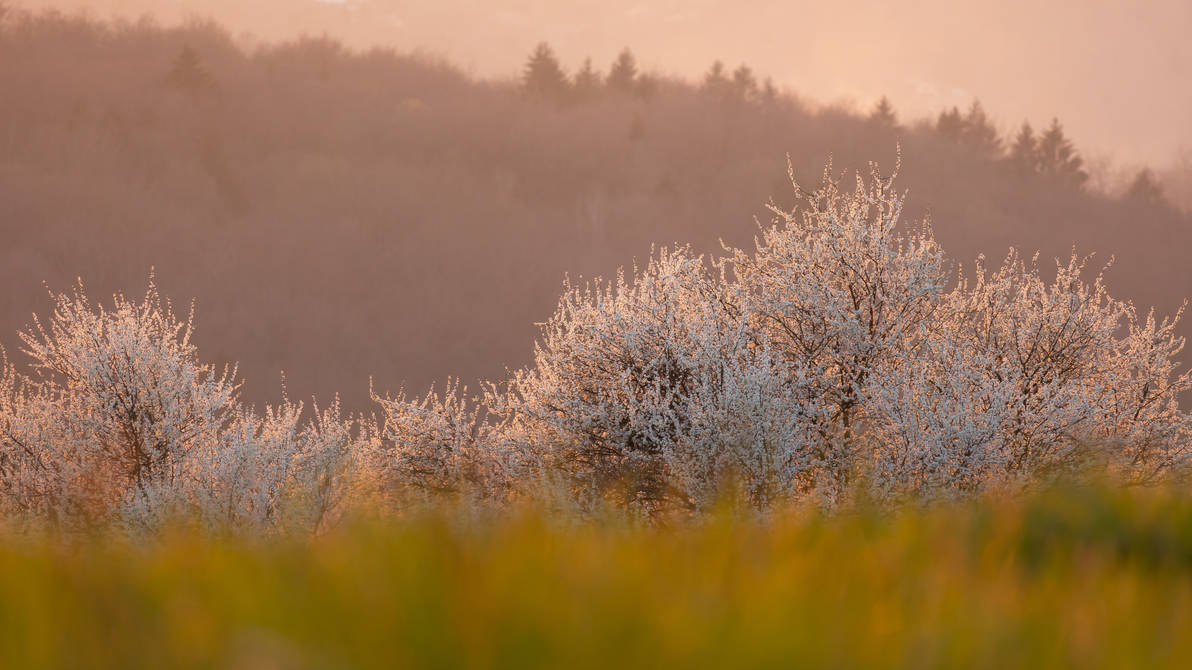 Idyll Spring An evening spring idyll by luka567 on DeviantArt