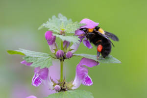 Bumblebee always working