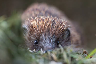 Cute visitor in the garden