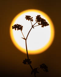 Light and shadow