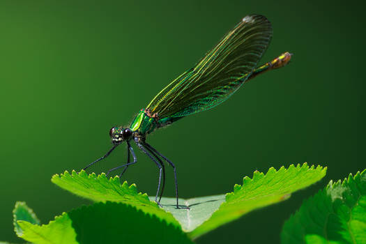 Beautiful demoiselle