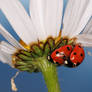 Evening meeting of ladybirds