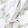 Common tern in flight