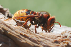 Hornet processing wood