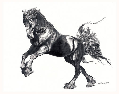 Keegan, Friesan Stallion