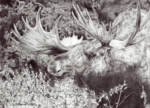 Moose In Brush