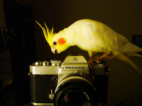 Take a Picture Cockatiel