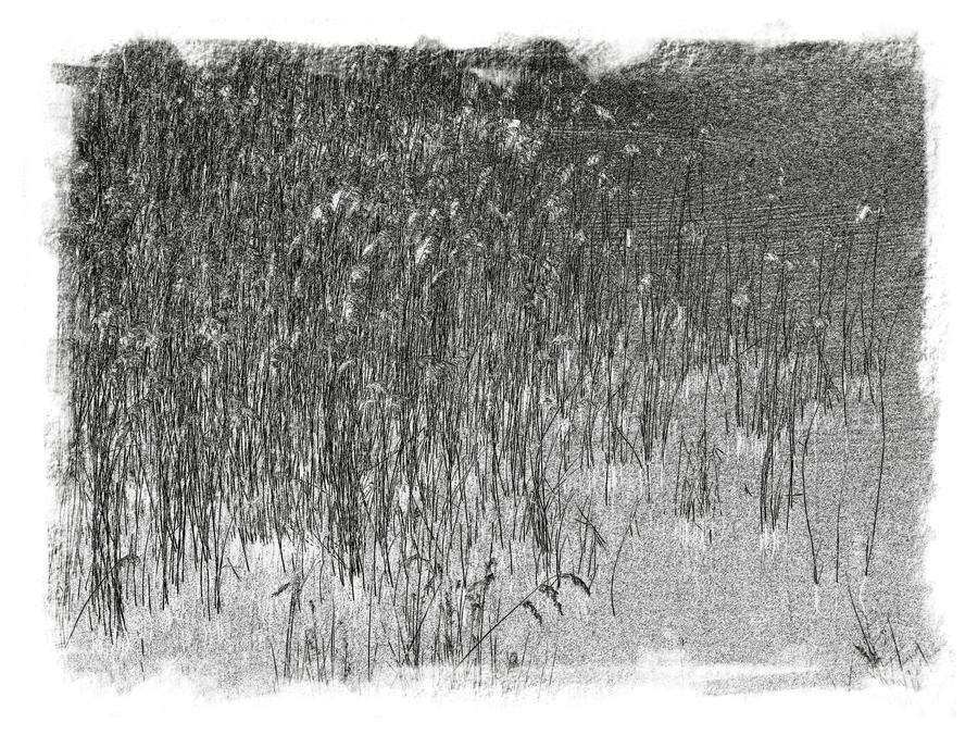 reed lines by peevee01 on DeviantArt