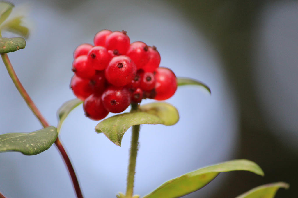 red honey berries