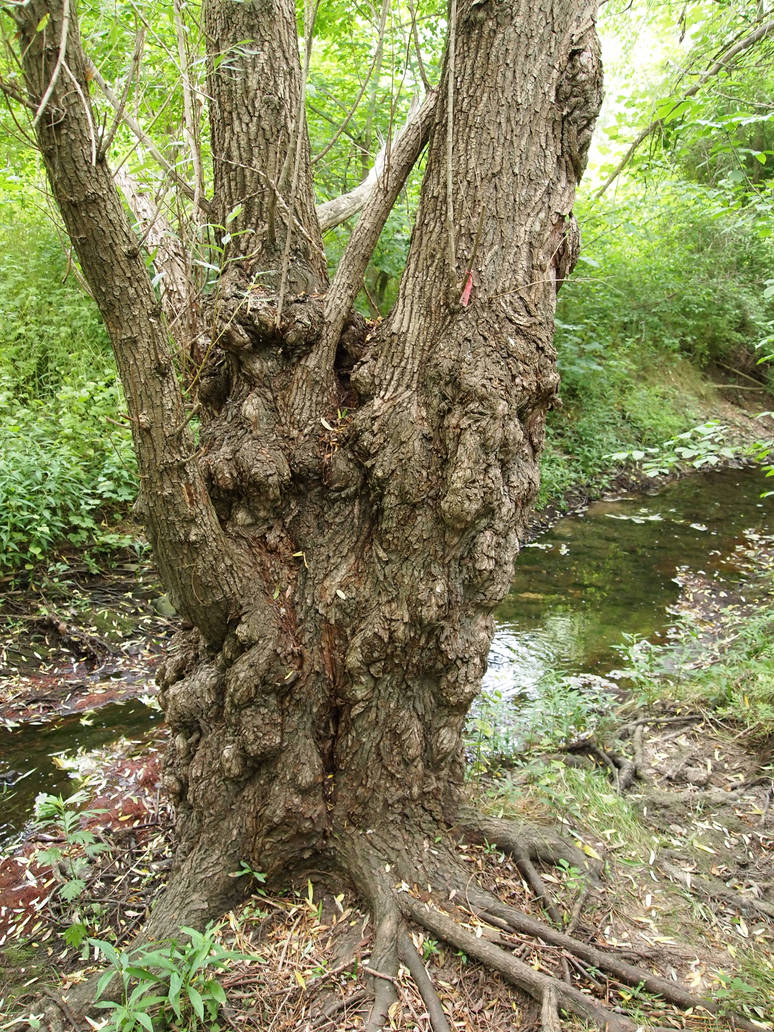 Freaky Tree by SharahBeara on DeviantArt