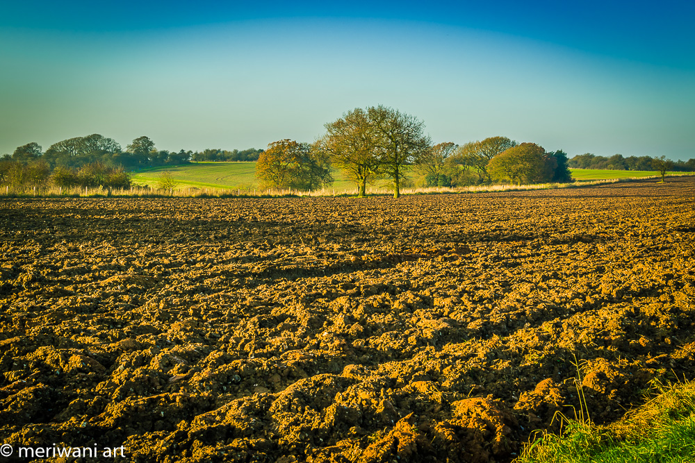 Field wiltshire 121403