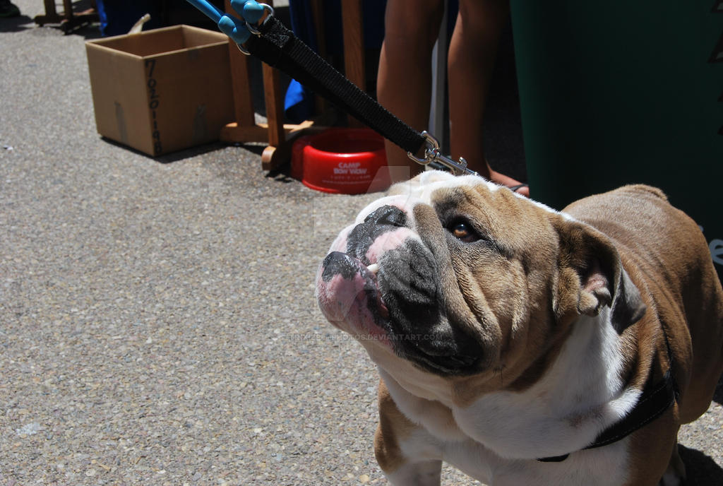 So Cute English Bulldog