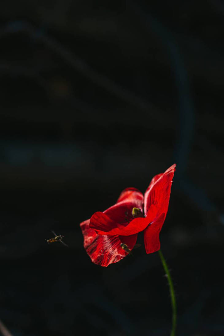Poppy Red by AnniPicture on DeviantArt