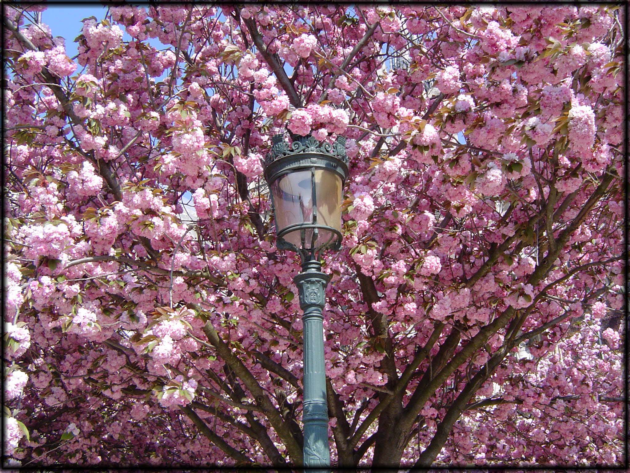 blossoms and light