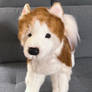 Douglas Cuddle Toys Koda Husky Plush Dog