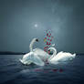 Love And swans...