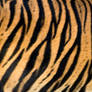 stock-Panthera tigris sumatrae