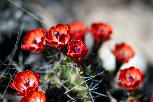 claret cups