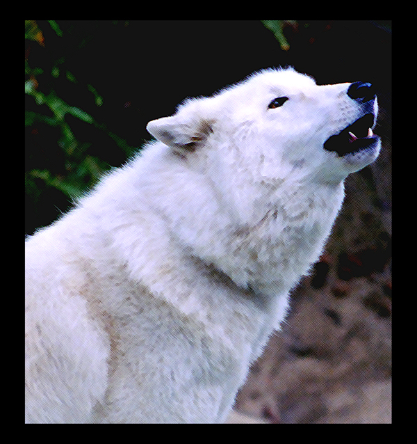 Wolves song by Autumn-Wolf12 on DeviantArt